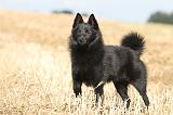 SCHIPPERKE 442